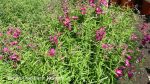 Penstemon x grandiflorus 'Garnet' - Image 5