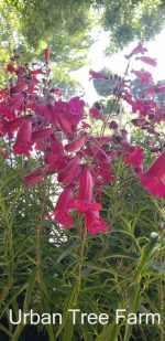 Penstemon x grandiflorus 'Garnet' - Image 6