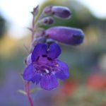 Penstemon x grandiflorus 'Midnight'
