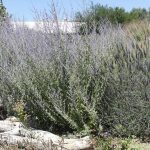 Perovskia atriplicifolia