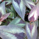 Persicaria microcephala 'Red Dragon'