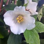 Philadelphus lemoinei 'Belle Etoile'