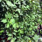 Philadelphus lewisii 'Goose Creek'