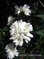 Philadelphus lewisii 'Goose Creek' - Image 2