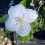 Philadelphus virginalis 'Natchez'