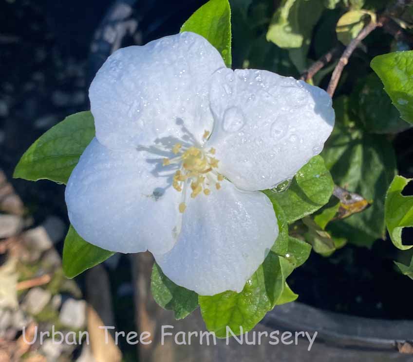 Philadelphus-virginalis-Natchez-a Philadelphus virginalis 'Natchez' - Image 1
