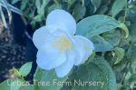 Philadelphus virginalis 'Natchez' - Image 2