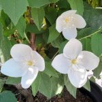 Philadelphus virginalis