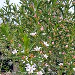 Philotheca myoporoides 'Profusion'