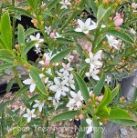 Philotheca myoporoides 'Profusion' - Image 2