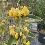 Phlomis 'Edward Bowles'
