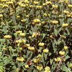 Phlomis fruiticosa
