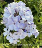 Phlox paniculata 'Flame Blue'