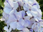 Phlox paniculata 'Flame Blue' - Image 2
