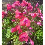 Phlox paniculata 'Flame Coral'