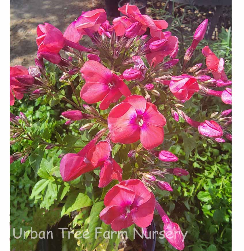 Phlox-paniculata-Flame-Coral-a Phlox paniculata 'Flame Coral' - Image 1