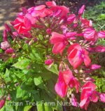 Phlox paniculata 'Flame Coral' - Image 2