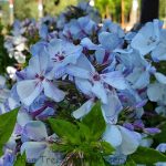Phlox paniculata 'Flame Light Blue'