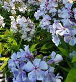 Phlox paniculata 'Flame Light Blue' - Image 2