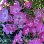 Phlox paniculata 'Flame Pink Eye'