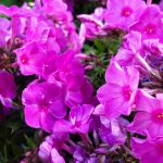Phlox paniculata 'Flame Pink'