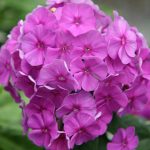 Phlox paniculata 'Flame Purple'