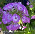 Phlox paniculata 'Flame Purple Eye'