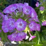 Phlox paniculata 'Flame Purple Eye'