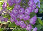 Phlox paniculata 'Flame Purple Eye' - Image 2