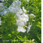 Phlox paniculata 'Flame White'