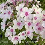 Phlox paniculata 'Flame White Eye'