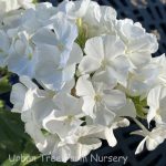 Phlox paniculata 'Flame White Improved'