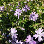 Phlox subulata 'Emerald Blue'