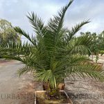 Phoenix canariensis