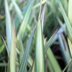 Phormium tenax 'Apricot Queen'