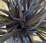 Phormium tenax 'Black Rage'
