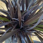 Phormium tenax 'Black Rage'