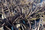 Phormium tenax 'Black Rage' - Image 2