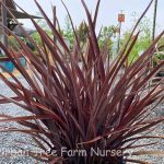 Phormium tenax 'Bronze Baby'