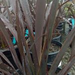 Phormium tenax 'Dark Delight'