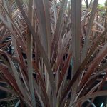 Phormium tenax 'Dusky Chief'