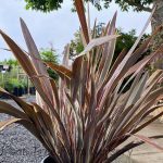 Phormium tenax 'Ed Carman'