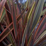 Phormium tenax 'Golden Ray'