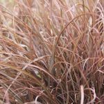 Phormium tenax 'Jack Spratt'