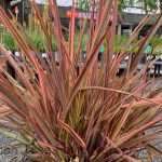Phormium tenax 'Maori Queen'