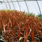 Phormium tenax 'Maori Sunrise'