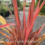 Phormium tenax 'Margaret Jones'