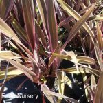 Phormium tenax 'Pink Stripe'