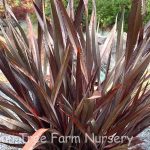 Phormium tenax 'Platt's Black'