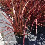 Phormium tenax 'Rainbow Warrior'